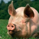 pig_1571615c[1]